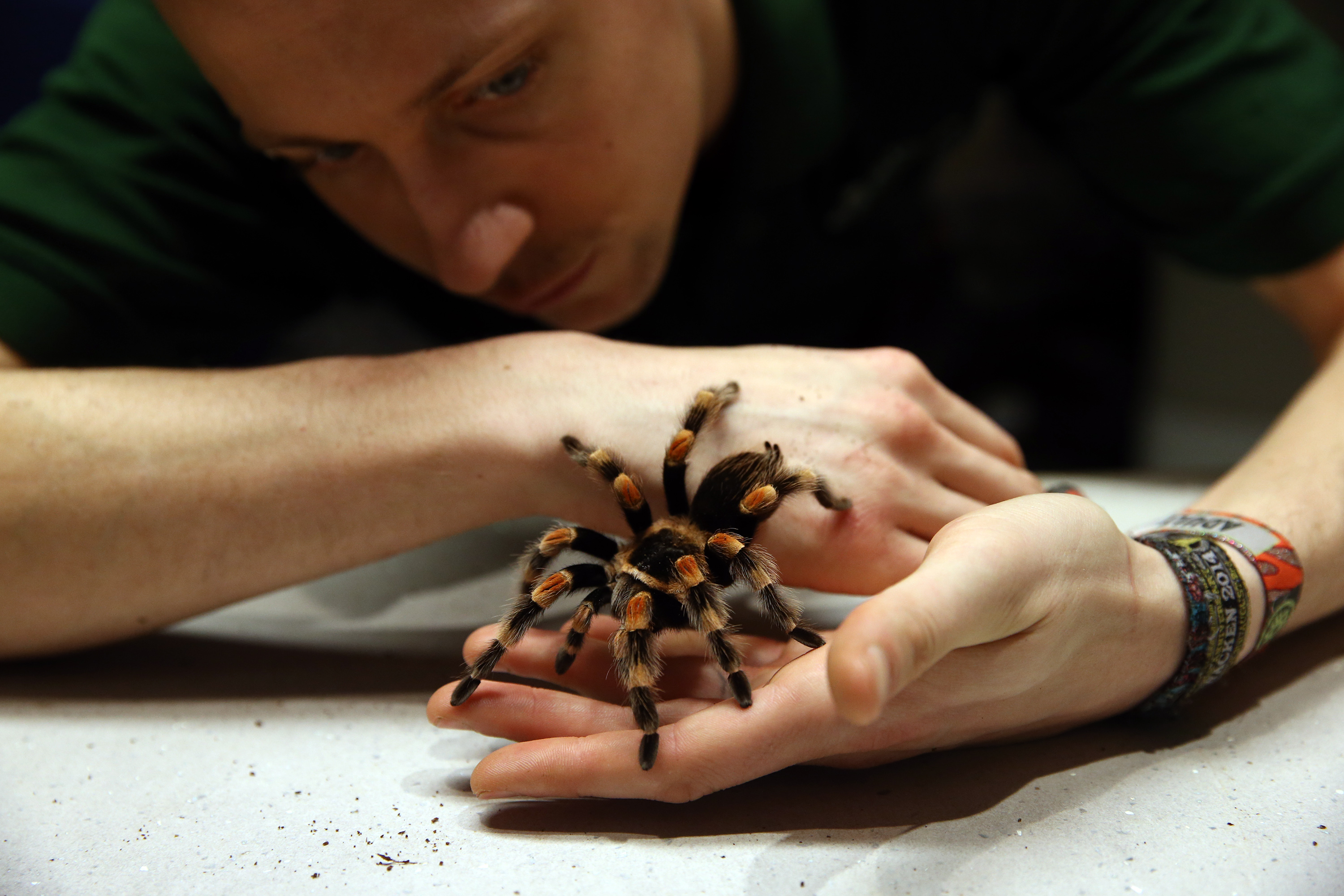 Man shares home with 16 tarantulas and a huntsman spider and says arachnids make ideal pets