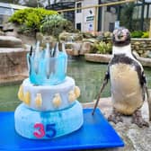 Spneb, BritainÕs oldest penguin, celebrates her 35th birthday with a fish themed cake at Paradise Park, Cornwall (SWNS) 