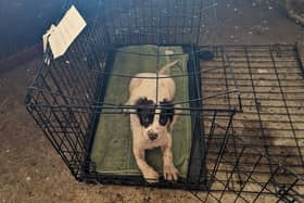 The dog was found in a broken cage