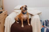 Duke is looking for a forever home - can you offer him a loving place?