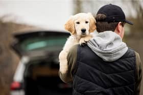 The tougher law should also make it harder for thieves to steal and sell pets (Photo: Shutterstock)