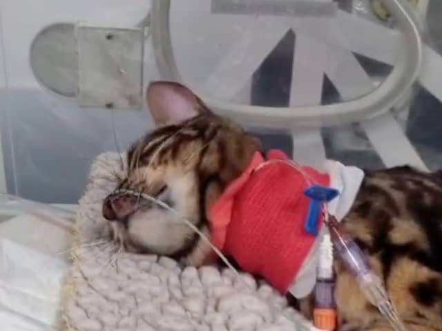 Heartbreaking footage shows 11-month-old moggy Bella hooked up to tubes and a heart monitor after coming into contact with a lily, which are highly poisonous to cats.