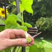 Explosive cucumbers native to the Mediterranean and South America have been successfully grown in a Yorkshire urban garden.