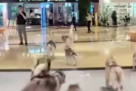 Footage of the hilarious moment dozens of escaped huskies run riot in a shopping centre.