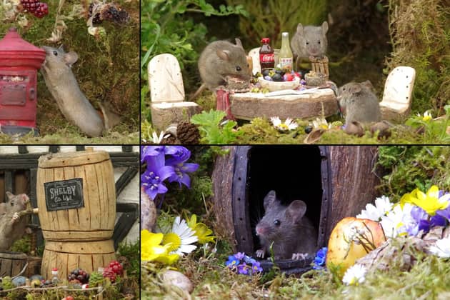 Mice in tiny fantasy houses created by Simon Dell in his garden in Sheffield, South Yorkshire. 