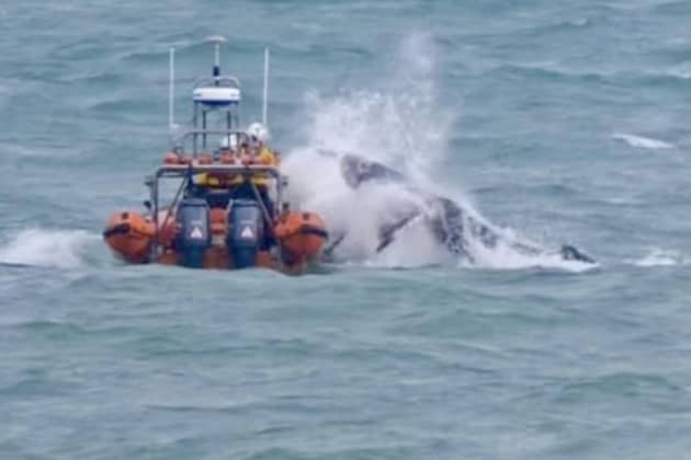 RNLI heroes rescue stranded humpback whale.