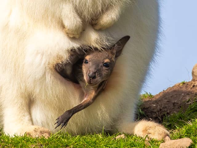 Baby wallaby emerges from mother's pouch.