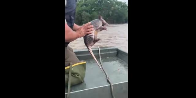 Armadillo rescued from floodwaters by officials.