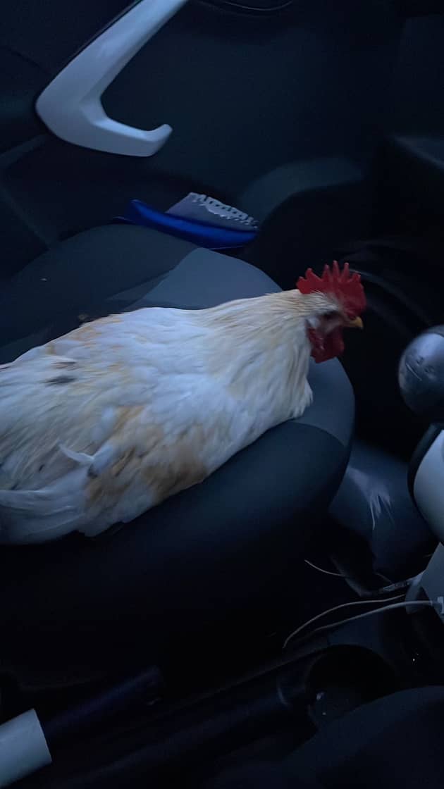 Woman rescues cockerel after it flew through her car window.