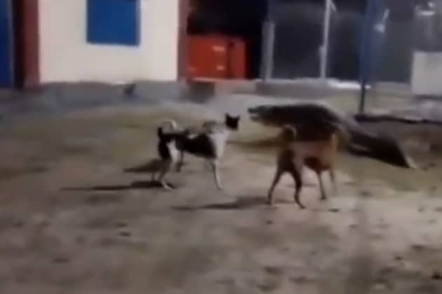 Three dogs chase off 10ft crocodile.