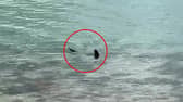 Massive shark circles waters off UK coast.