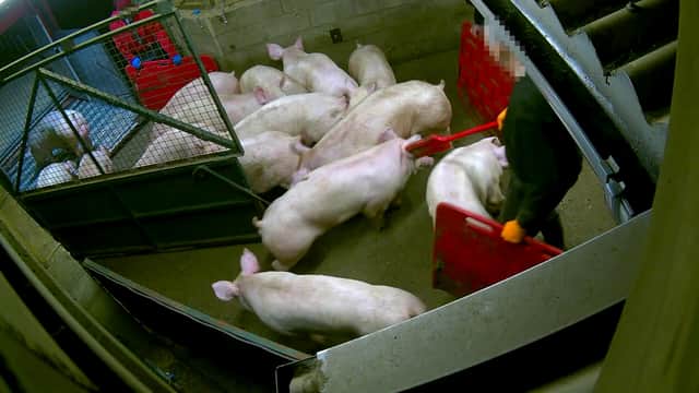 A Somerby Top Farm appears to jab a pig in the face with a paddle. Credit: Animal Justice Project