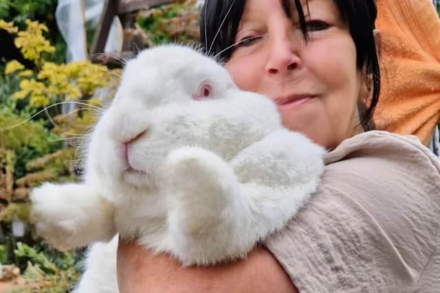 Lyn Hobson with Junior the giant rabbit.