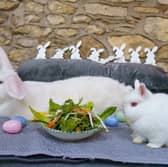 Continental giant rabbit Junior and his tiny friend, Netherland dwarf, Suzi at the home of owner Lyn Hobson, Hull