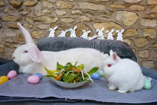 Continental giant rabbit Junior and his tiny friend, Netherland dwarf, Suzi at the home of owner Lyn Hobson, Hull