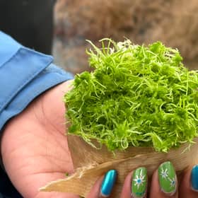 A roll of sphagnum moss plugs ready to be planted