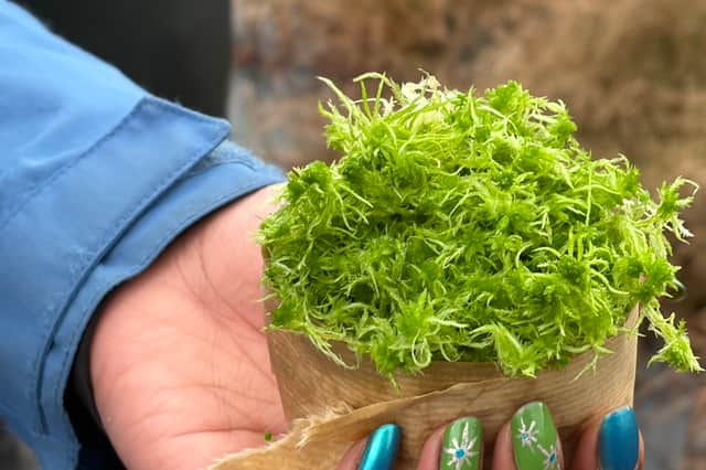 A roll of sphagnum moss plugs ready to be planted