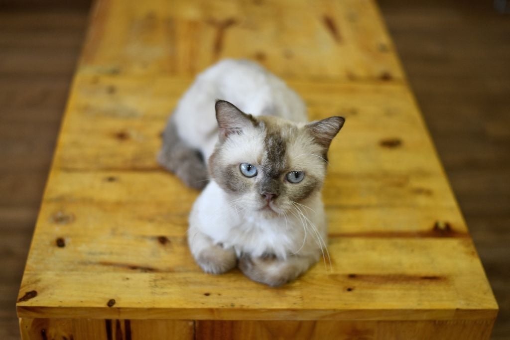 Fazl Riksh Owners of indoor cats warned against higher risk of falls during hot ...