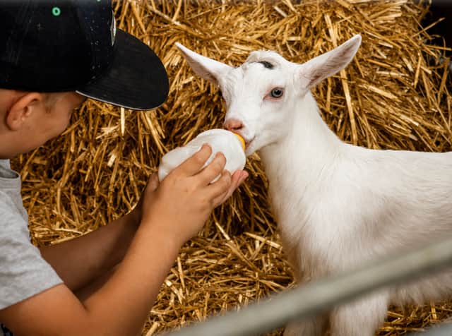 Young Farmers lets children experience real farm life, from feeding goats to collecting fresh eggs.
