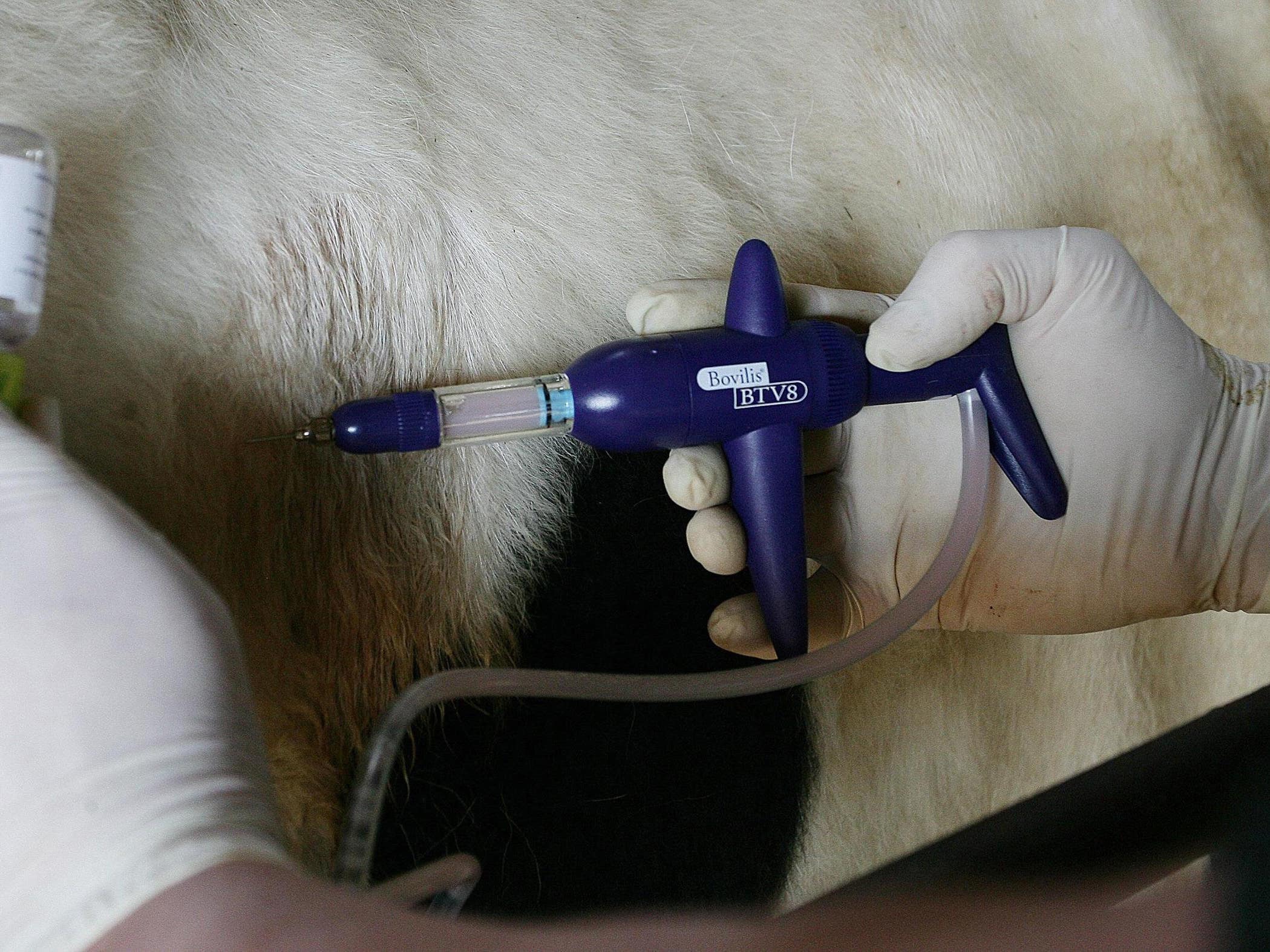 Bluetongue: APHA claims performance around outbreak has been 'outstanding'
