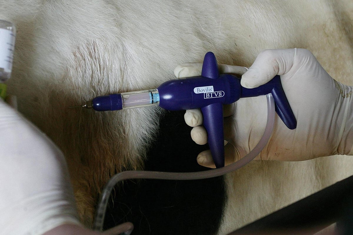 Bluetongue: APHA claims performance around outbreak has been 'outstanding'