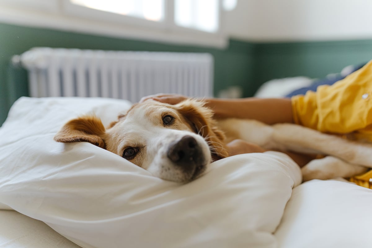 Study reveals uncertainty about pets' backgrounds deters adopters