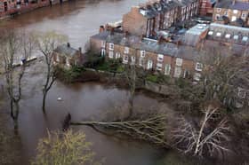 An aerial picture taken in January 2024 shows a fallen tree laying down in water following the bursting of the banks of the River Ouse, in York.