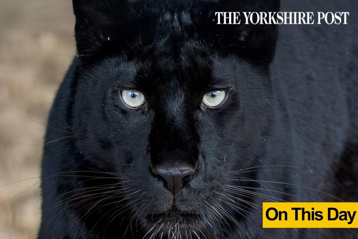 The day police said they thought big cats were roaming in Yorkshire