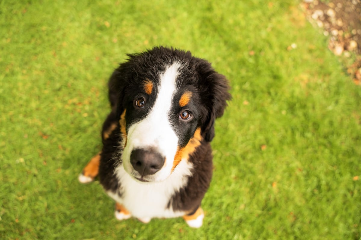 The small changes that could explain why your dog is slowing down