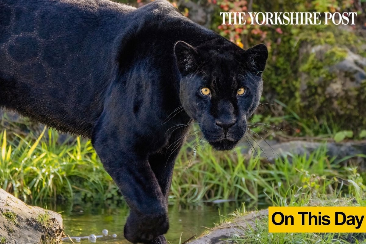 The day police said they thought big cats were roaming in Yorkshire