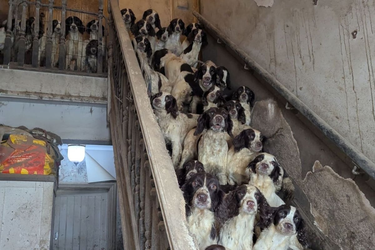 Pet owner who kept 84 dogs in 'squalid' Doncaster home guilty of neglect