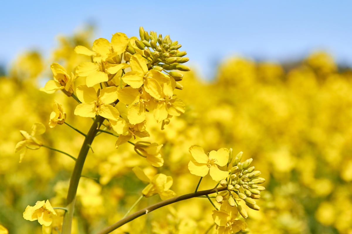 Protect oilseed rape potential with fast volunteer cereal control