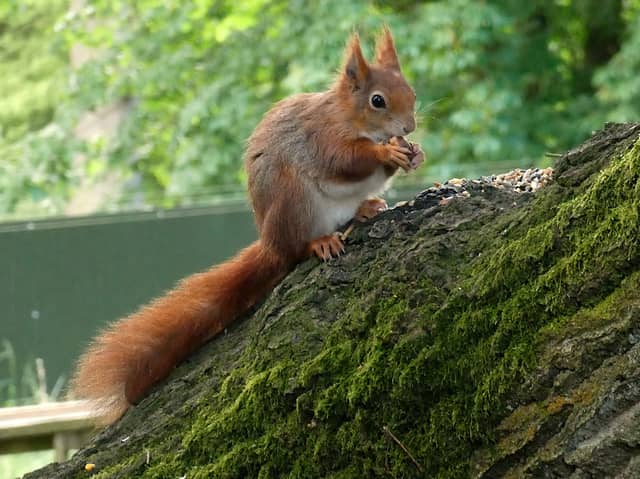 Castle Howard's red squirrel who is named after David Attenborough. Credit Ben Paterson