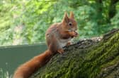 Castle Howard's red squirrel who is named after David Attenborough. Credit Ben Paterson