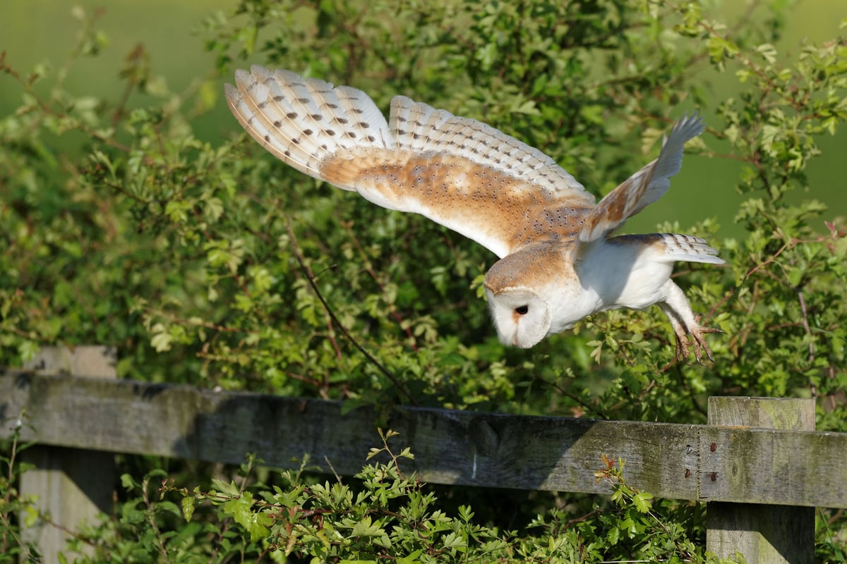 Why you could spot more barn owls across Yorkshire this autumn