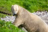 The wildlife conservation charity moved Brodie to Yorkshire Wildlife Park in November 2025 to allow for renovations to his habitat