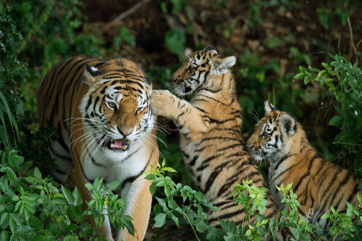 Yorkshire Wildlife Park tiger attack latest - everything we know so far as police issue 'do not share' warning