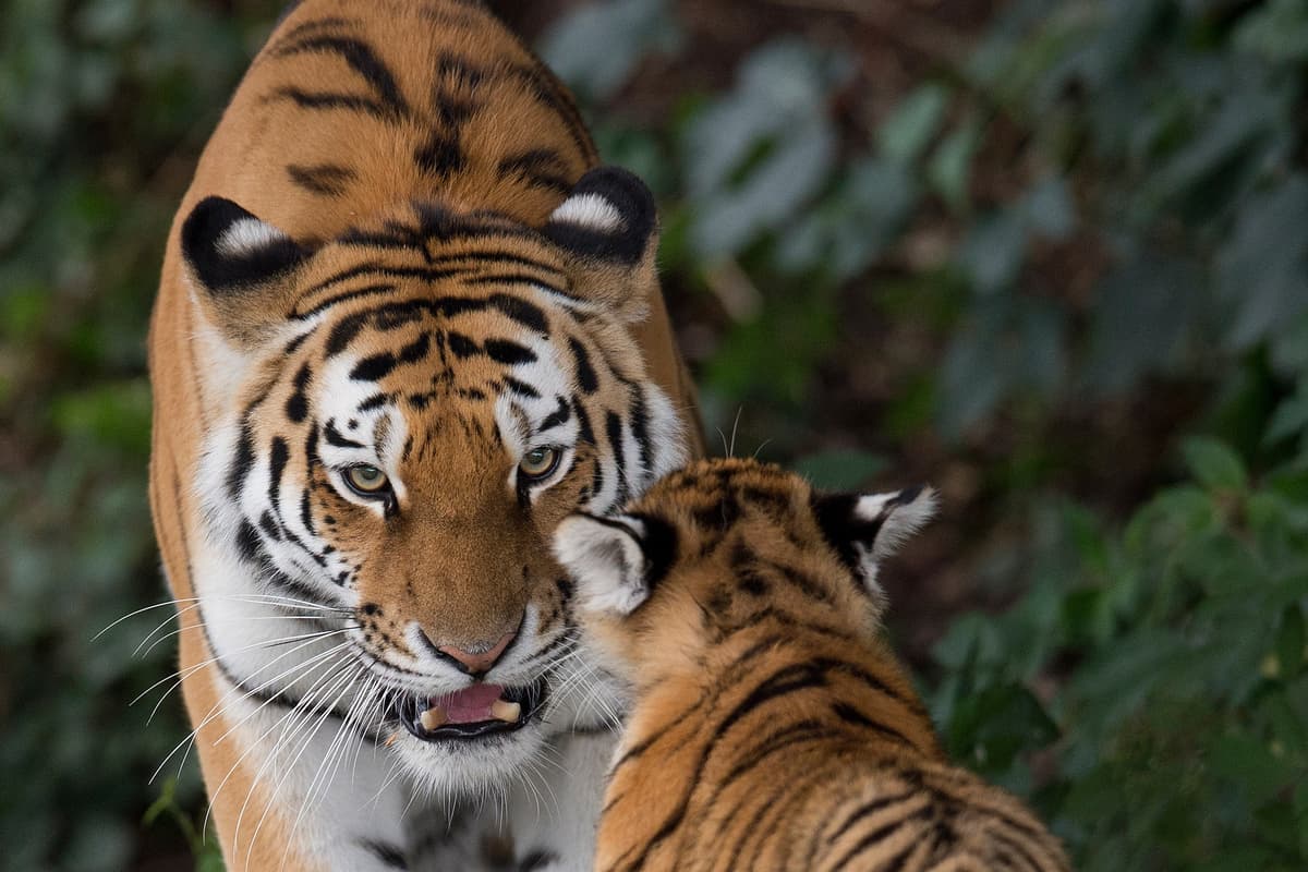 Yorkshire Wildlife Park: Altai, der Tiger – Park veröffentlicht Erklärung ...