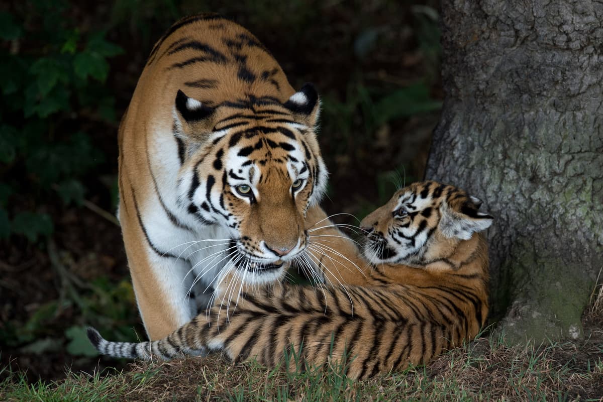 UPDATE: Yorkshire Wildlife Park, tiger attack: a man has been declared ...