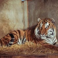 Yorkshire Wildlife Park will not euthanise tiger Altai after man's death - statement in full