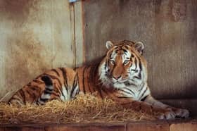 Altai the tiger