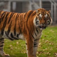 Previous fatal tiger attacks at UK zoos and wildlife parks following Yorkshire tragedy