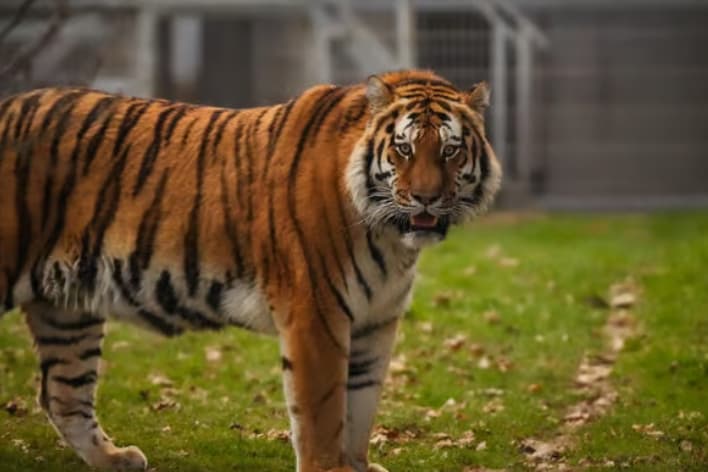 Previous fatal tiger attacks at UK zoos and wildlife parks following ...