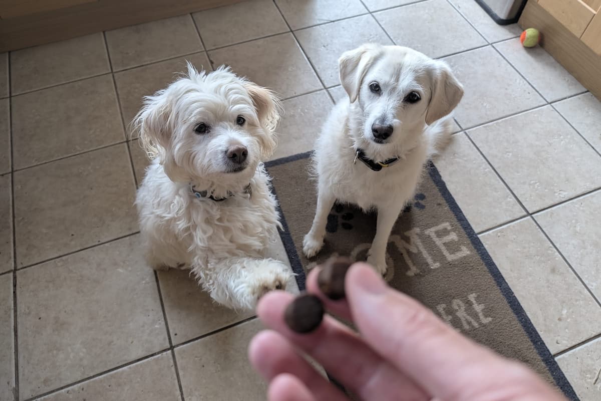 Mein Hund humpelte nach dem Apportieren, also probierte ich ein ...