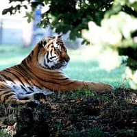 Tiger seen by visitors for first time since fatal attack as Yorkshire Wildlife Park reopens