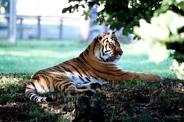 Altai the tiger in the enclosure at Yorkshire Wildlife Park, now that it has reopened.