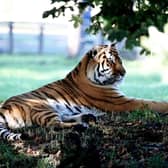 Altai the tiger in the enclosure at Yorkshire Wildlife Park, now that it has reopened. 