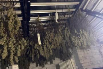 Cannabis farm discovered