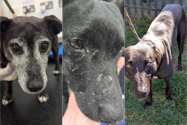 Wray had used his dogs to hunt wild animals before failing to obtain veterinary treatment for their injuries. He had also docked the tails of puppies.