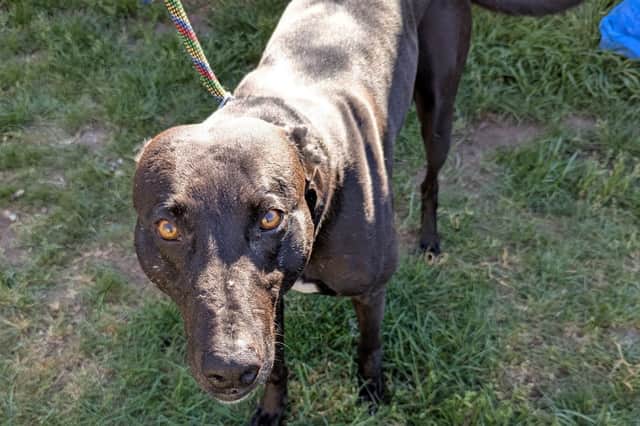 One of the dogs found at the home of Lewis Wray which had been used for hunting